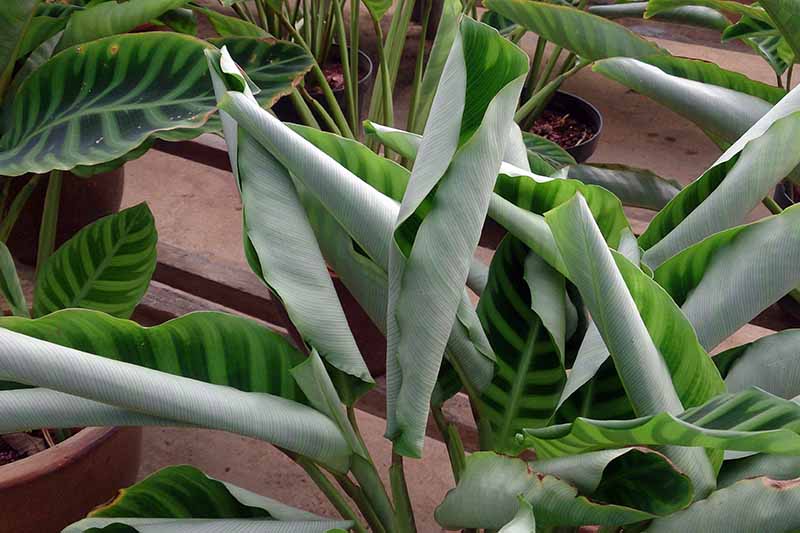 A close up horizontal image of the leaves of a zebra plant that have closed up at night.