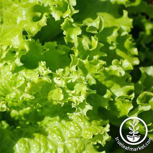 Does Lettuce Need Protection from Frost? Gardener’s Path