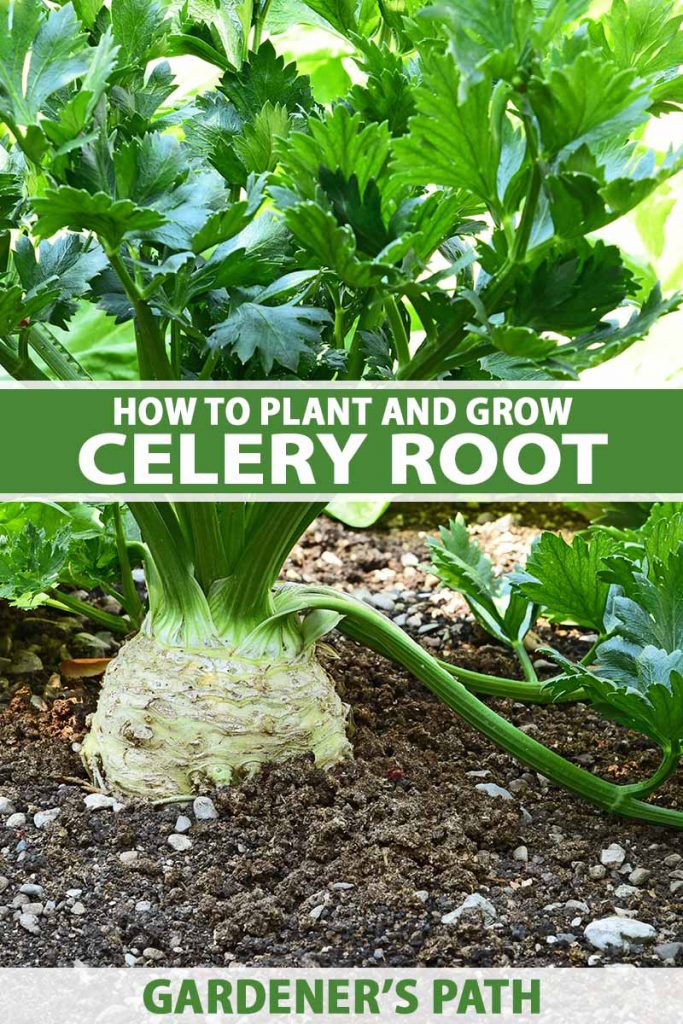 How to Grow Celeriac (Celery Root) Gardener’s Path