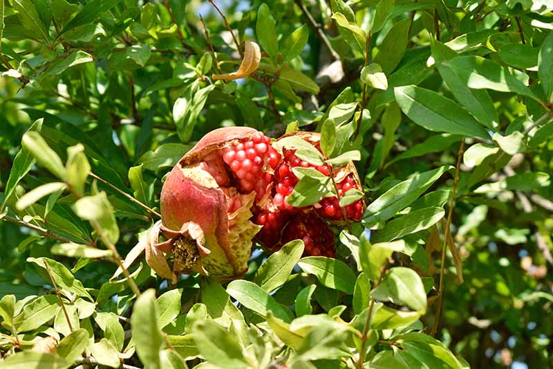 A close up horizontal image of a Punica granatum fruit split open on the tree before harvest, pictured in bright sunshine.