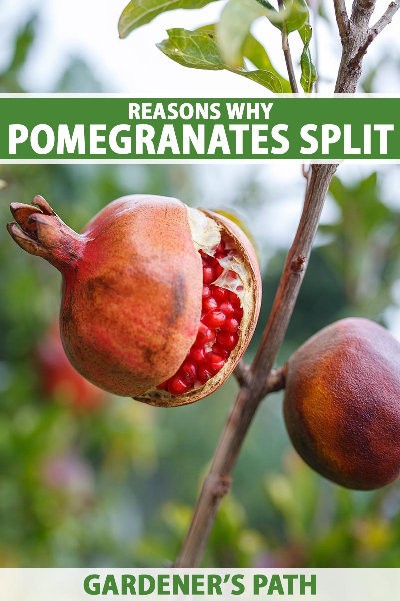 A close up vertical image of a pomegranate fruit growing on the tree that has split open to reveal the red arils inside, pictured on a soft focus background. To the top and bottom of the frame is green and white printed text.