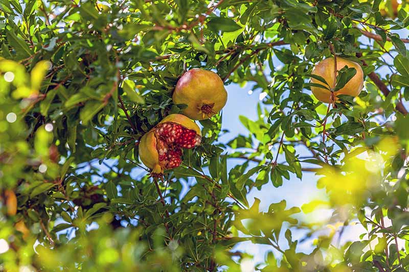 A close up horizontal image of ripe Punica granatum fruits that have started to split open before harvest pictured on a blue sky background.