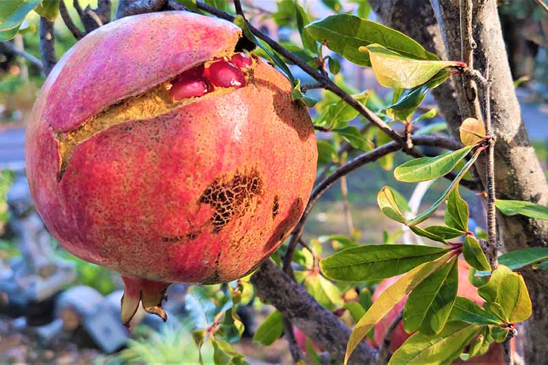 A close up horizontal image of Punica granatum fruit that has split open to reveal the dark red arils inside pictured on a soft focus background.