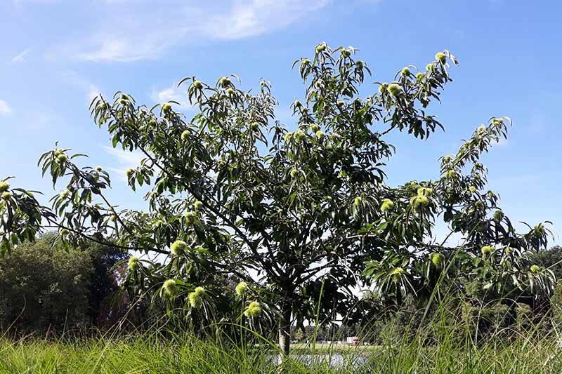 How to Grow and Care for Chestnut Trees Gardener’s Path