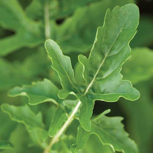 A close up square image of arugula growing in the garden pictured on a soft focus background.