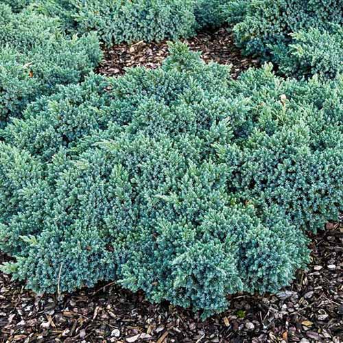A close up square image of a ‘Blue Star’ juniper shrub growing in a garden bed.