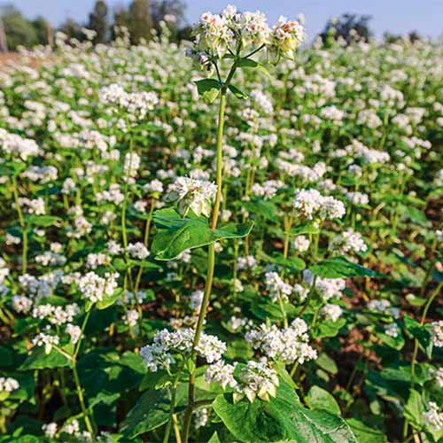 A close up square image of buckwheat growing in the garden as a cover crop pictured on a blue sky background.