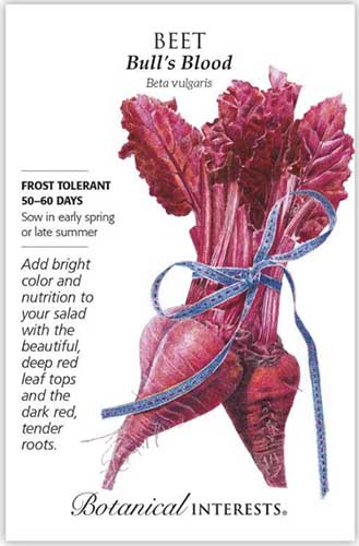 A close up vertical image of a packet of &lsquo;Bull&rsquo;s Blood&rsquo; beet seeds with text to the left of the frame and a hand-drawn illustration on the right.