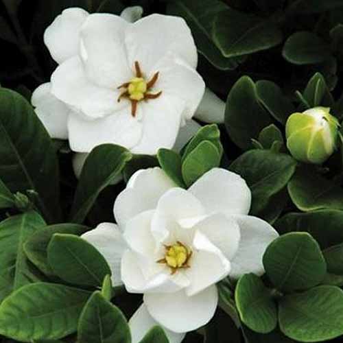 A close up square image of Gardenia ‘Buttons’ with white flowers and leathery green foliage.
