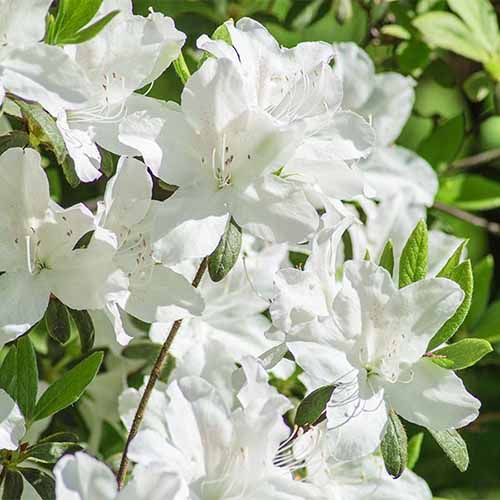 A close up square image of the white flowers of &lsquo;Cascade&rsquo; azaleas growing in the garden pictured in bright sunshine.