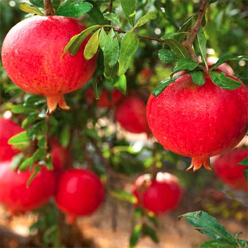 9 of the Best Pomegranate Varieties to Grow at Home Gardener’s Path