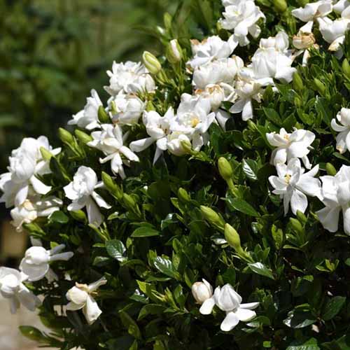 A close up square image of white ‘Frost Proof’ gardenia flowers growing in the garden pictured in light sunshine.