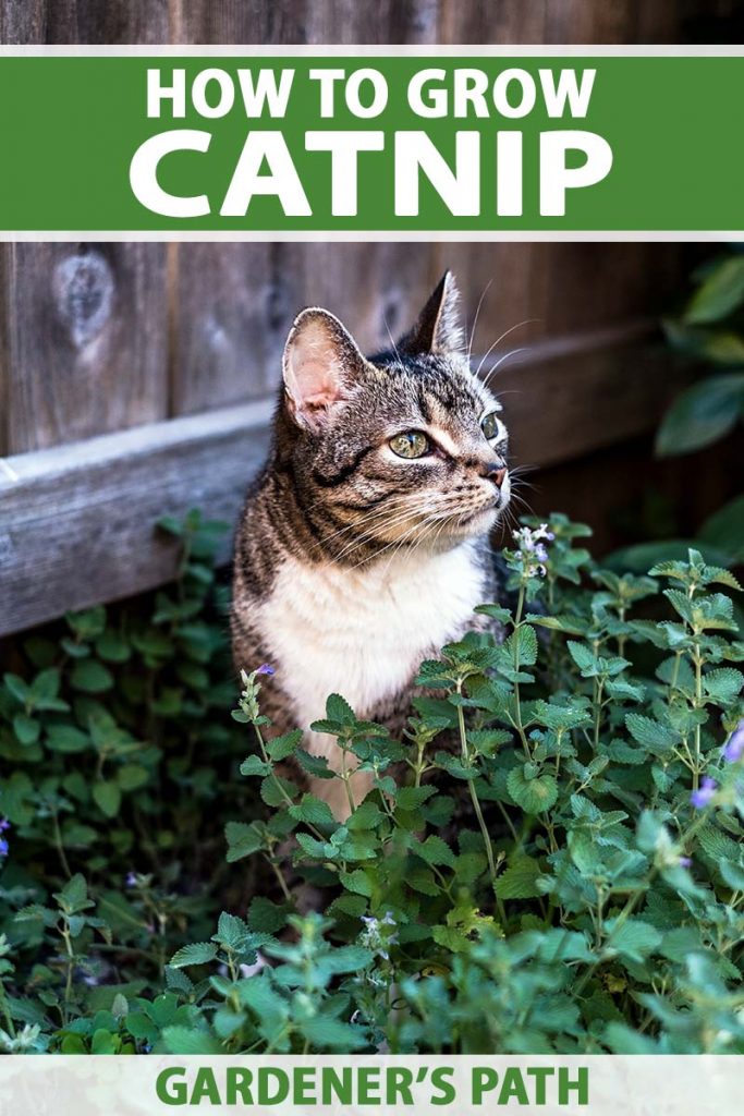 Learn How to Plant and Grow Catnip Gardener’s Path