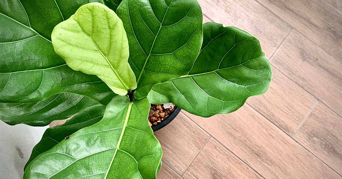 How to Prune Your FiddleLeaf Fig Gardener’s Path
