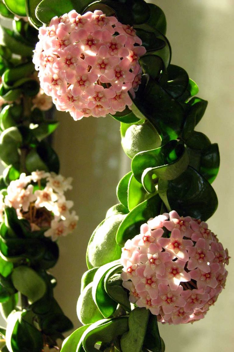 How to Grow and Care for Hoya Houseplants Gardener’s Path