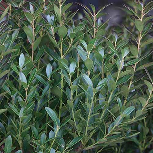 A close up square image of ‘Shamrock’ inkberry holly growing in the garden.