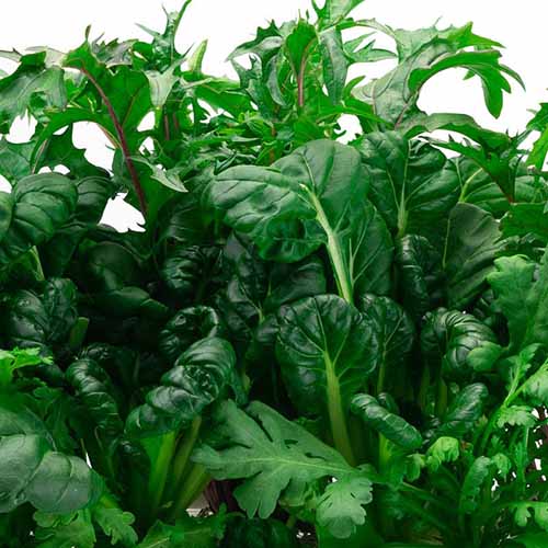 A close up square image of Japanese greens growing indoors.