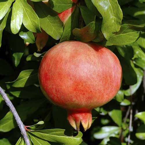 A close up square image of Punica granatum ‘Kazake’ growing in the garden pictured in bright sunshine.