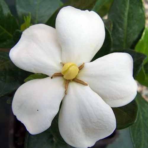 A close up square image of a white flower of Gardenia jasminoides &lsquo;Kleim&rsquo;s Hardy&rsquo; growing in the garden pictured on a soft focus background.