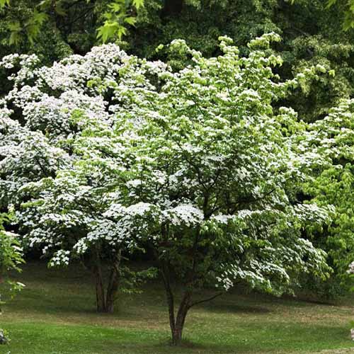A close up square image of dogwood trees growing in the backyard.