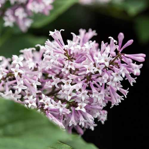 A close up square image of the light purple flowers of Syringa &lsquo;Little Lady&rsquo; growing in the garden pictured on a soft focus background.