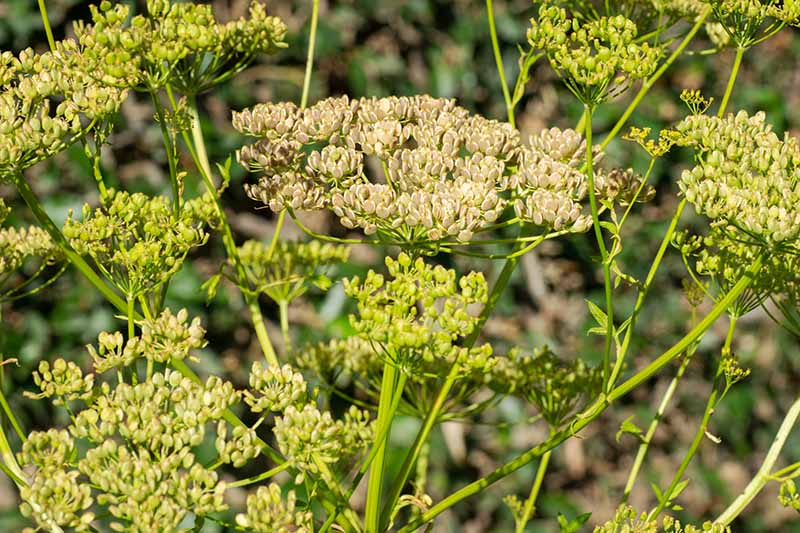 A close up horizontal image of Pastinaca sativa flowers with the seeds starting to form, pictured in light sunshine on a soft focus background.
