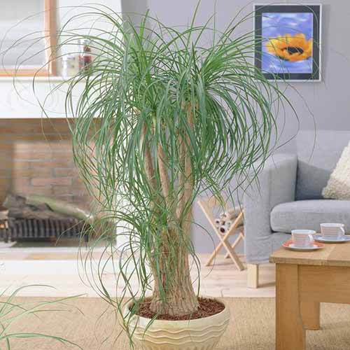 How to Grow Ponytail Palm Indoors Make House Cool
