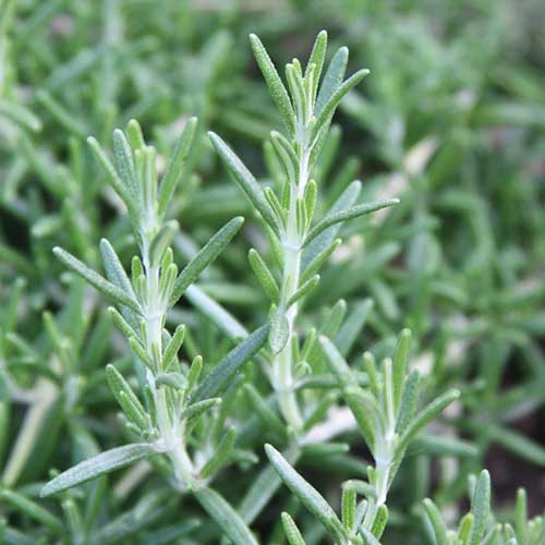 A close up square image of &lsquo;Prostratus&rsquo; rosemary growing in the garden pictured on a soft focus background.