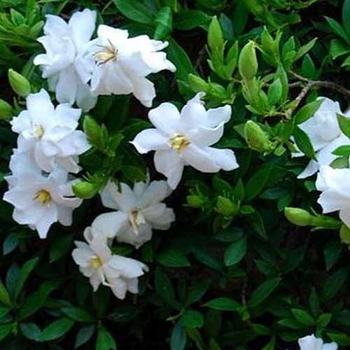 A close up square image of Gardenia ‘Radicans’ with white flowers pictured on a soft focus background.
