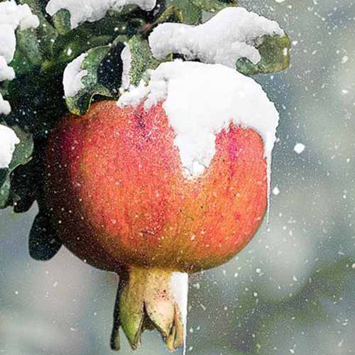 A close up square image of the fruit of Punica granatum ‘Salavatski’ covered in snow pictured on a soft focus background.