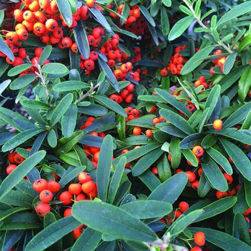 A close up square image of the green foliage and bright orange berries of Pyracantha ‘Kasan’ growing in the garden.