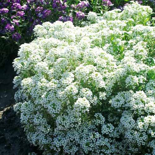 A close up square image of the white flowers of &lsquo;Tiny Tim&rsquo; sweet alyssum growing in the garden pictured in bright sunshine.