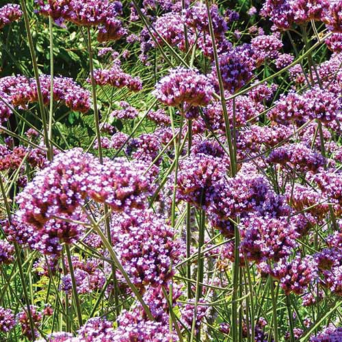 A close up square image of Verbena bonariensis growing in the garden.