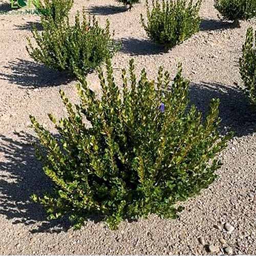 A close up square image of small littleleaf boxwood plants growing in sandy soil in a coastal locale.