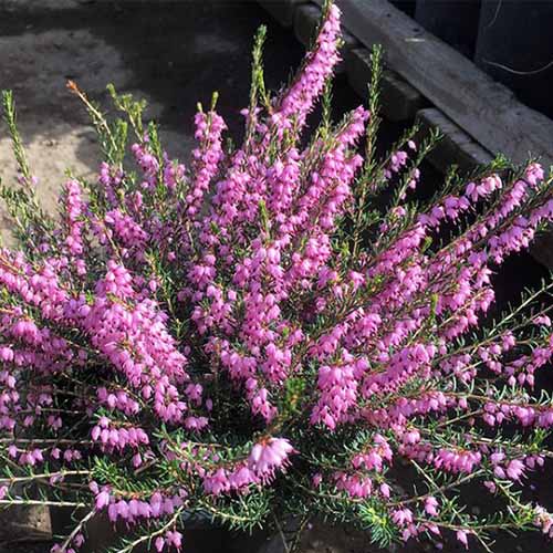 A close up square image of the bright pink flowers of winter heath ‘Mediterranean Pink’ pictured in bright sunshine.