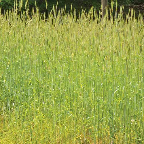 A close up square image of winter rye growing in a field as a cover crop.