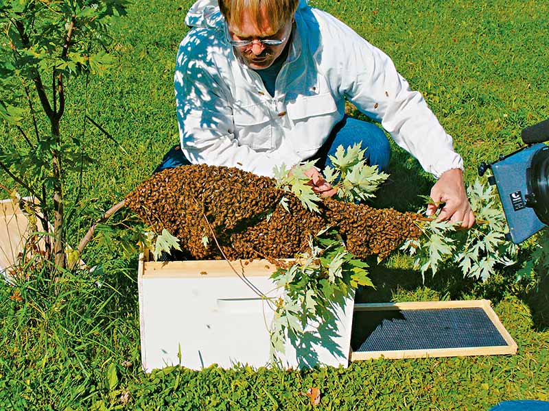 A close up horizontal image of a beekeeper transferring a large swarm into a hive box pictured in light sunshine.