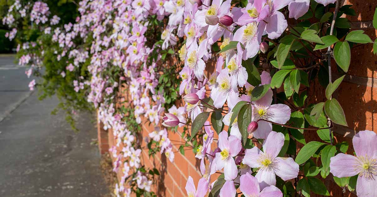 13 of the Best SpringFlowering Clematis Varieties