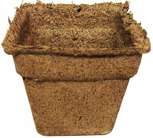 A close up square image of a biodegradable CowPot isolated on a white background.