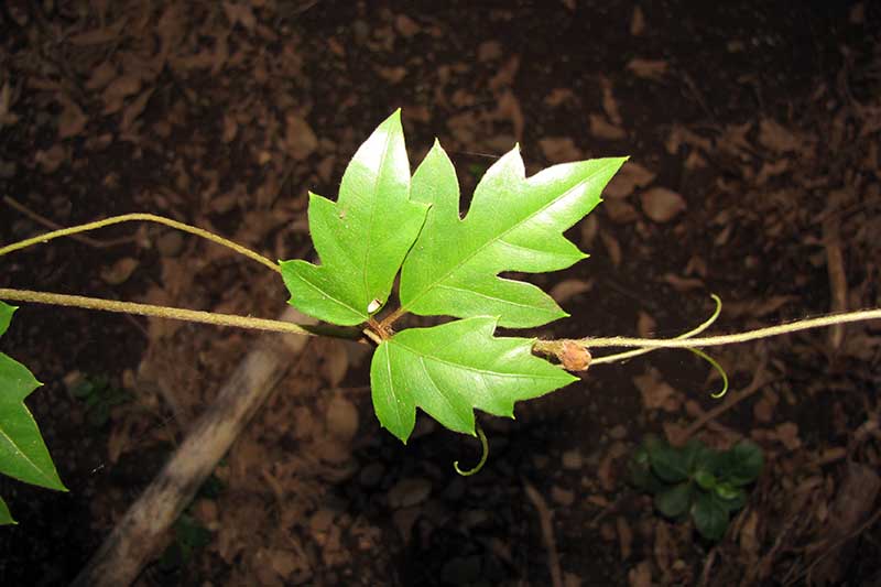 How to Grow and Care for a Grape Ivy Houseplant