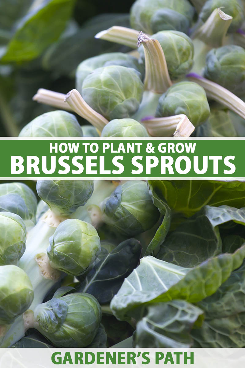 A close up vertical image of freshly harvested Brussels sprouts on the stalk pictured on a soft focus background. To the center and bottom of the frame is green and white printed text.