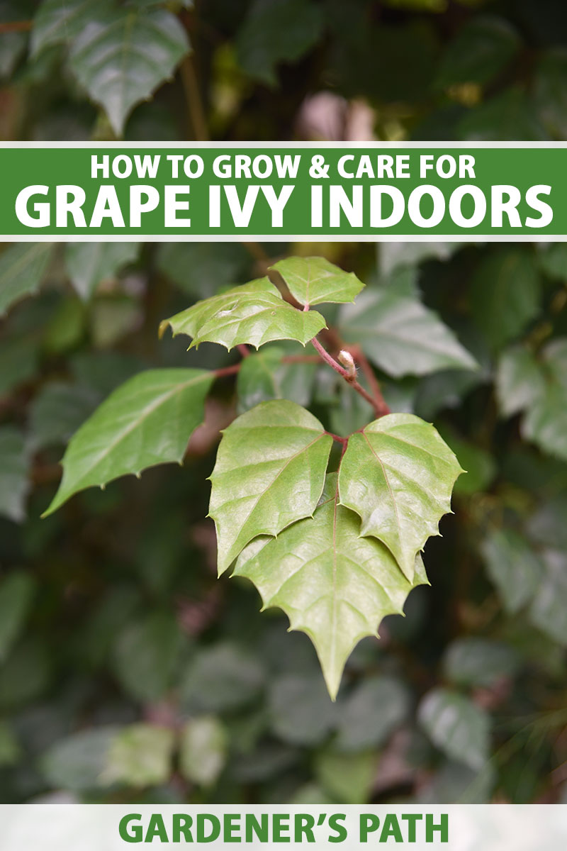 A close up vertical image of the foliage of grape ivy (Cissus alata) growing as a houseplant pictured on a soft focus background. To the top and bottom of the frame is green and white printed text.