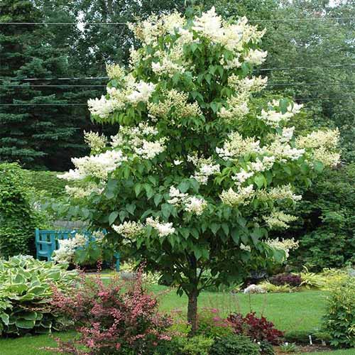 How to Grow and Care for Japanese Tree Lilacs Gardener’s Path