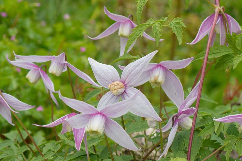 13 of the Best SpringFlowering Clematis Varieties