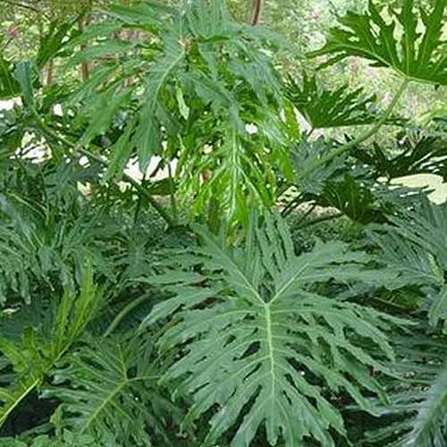 A close up square image of the foliage of a split-leaf philodendron growing outdoors.
