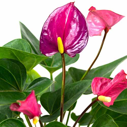 A close up square image of Anthurium ‘Tickled Pink’ pictured on a soft focus background.