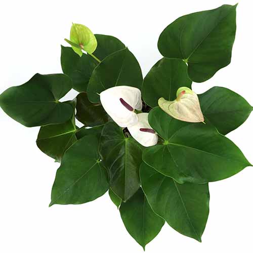 A close up square image of a small ‘White Heart’ anthurium growing in a pot isolated on a white background.