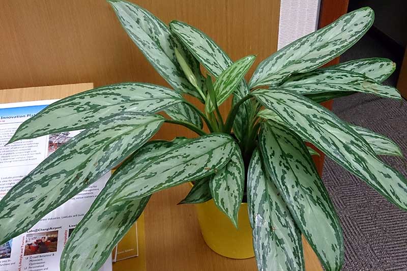 A close up horizontal image of an Aglaonema &lsquo;Silver Queen&rsquo; houseplant on a desk.