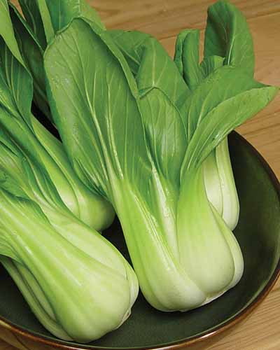 A close up vertical image of freshly harvested ‘Baby Choi’ set on a black plate on a wooden surface.