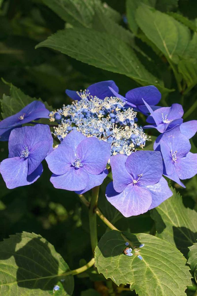 How to Grow and Care for Lacecap Hydrangea Bushes